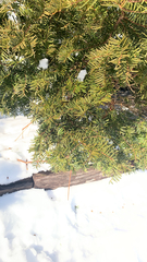Taxus cuspidata