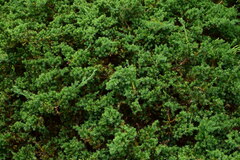 Juniperus procumbens