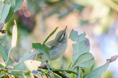 Phylloscopus plumbeitarsus
