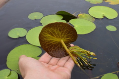 Nymphoides aquatica