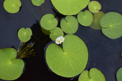 Nymphoides aquatica