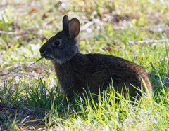 Sylvilagus palustris