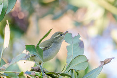 Phylloscopus plumbeitarsus
