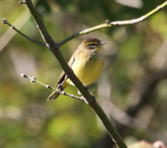 Setophaga palmarum hypochrysea