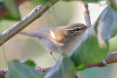 Phylloscopus plumbeitarsus