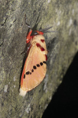 Trosia nigropunctigera