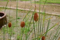 Typha minima