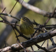 Setophaga palmarum hypochrysea