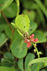 Indigofera hendecaphylla