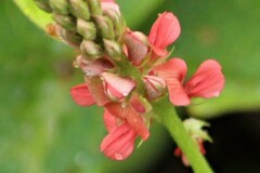Indigofera hendecaphylla