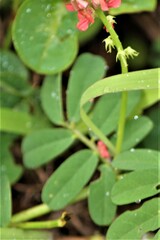 Indigofera hendecaphylla