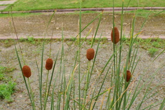Typha minima