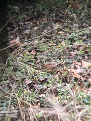 Thryothorus ludovicianus