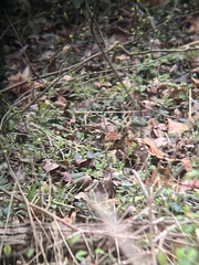 Thryothorus ludovicianus