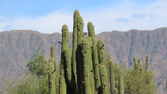 Trichocereus terscheckii