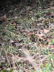 Thryothorus ludovicianus