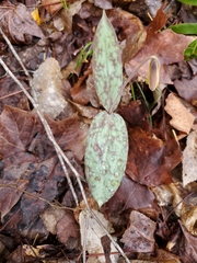 Erythronium americanum
