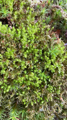 Physcomitrium pyriforme