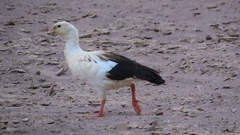 Oressochen melanopterus