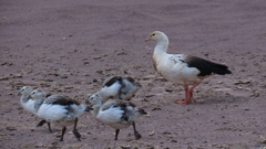 Oressochen melanopterus