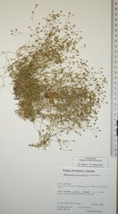 Sabulina dawsonensis