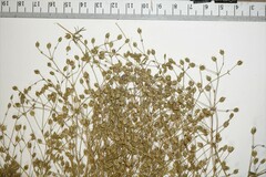 Sabulina dawsonensis