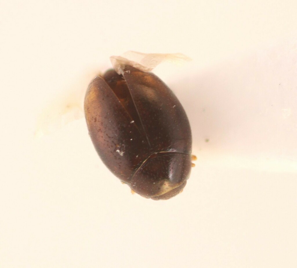 Ephistemus reitteri