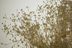 Sabulina dawsonensis