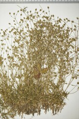 Sabulina dawsonensis