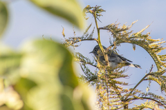 Leiothlypis virginiae