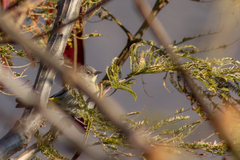 Leiothlypis virginiae