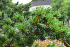 Pinus parviflora