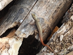 Sphenomorphus dussumieri