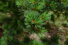 Pinus parviflora