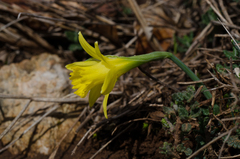 Narcissus minor