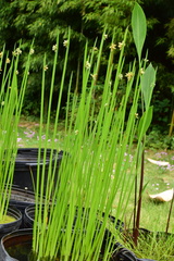 Schoenoplectus triqueter