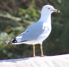 Larus delawarensis