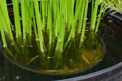 Schoenoplectus triqueter