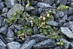 Caryophyllaceae