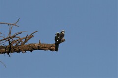 Eurocephalus ruppelli