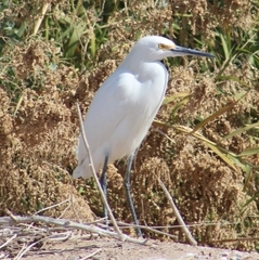 Egretta thula
