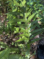 Phlebodium aureum