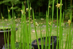 Schoenoplectus triqueter