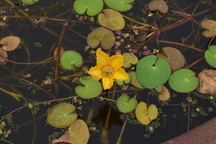 Nymphoides peltata