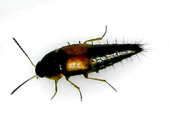 Tachyporus hypnorum