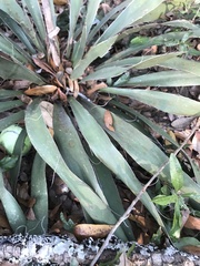 Agave angustifolia