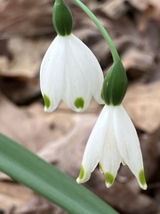 Leucojum