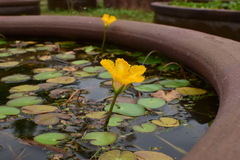 Nymphoides peltata