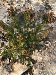 Erica multiflora