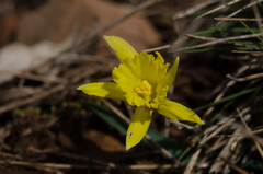 Narcissus minor